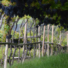 Unsere Landwirtschaft am Kalchgruberhof