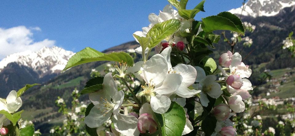 Apfelblüte im Meraner Land Apfelblüte mit Ifinger im Hintergrund