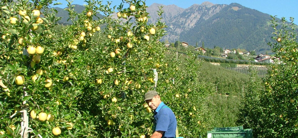 Erntebeginn in Tirol Erntebeginn in Tirol