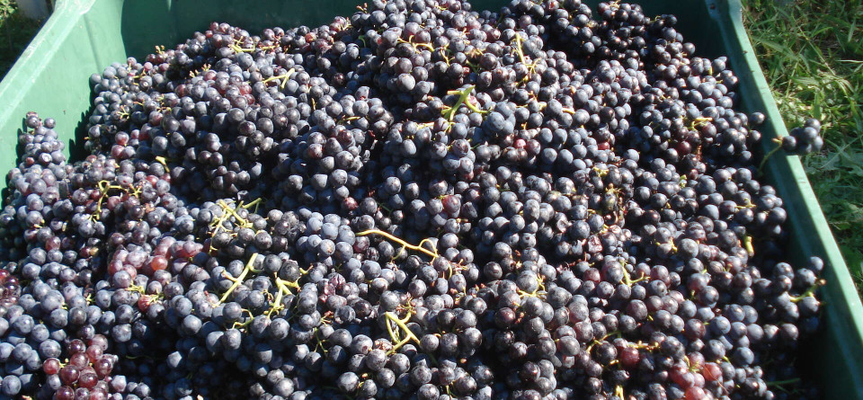 Weinbau